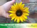 25+ Seeds-Distino Mix (Dwarf) Sunflower Seeds - Helianthus Tall Giant and Dwarf Varieties for Garden Pollinator Friendly Easy to Grow, Fast growing, Attracts bees & butterflies #E026