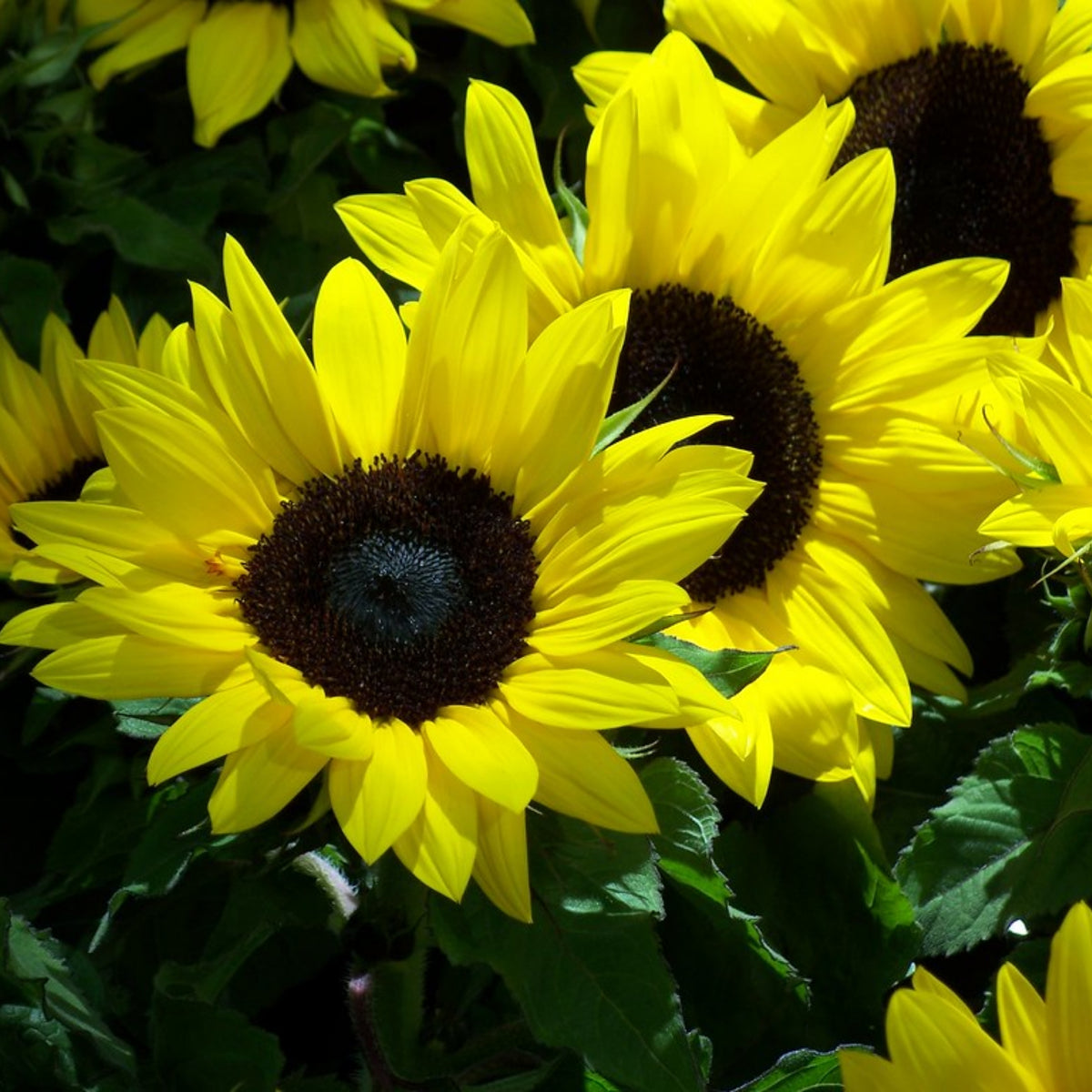 Distino Mix (Dwarf) Sunflower Seeds, 25+ seeds