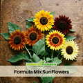 25+ Seeds-Formula Mix Sunflower Seeds- Helianthus Tall Giant and Dwarf Varieties for Garden Pollinator Friendly Easy to Grow, Fast growing, Attracts bees & butterflies #E027