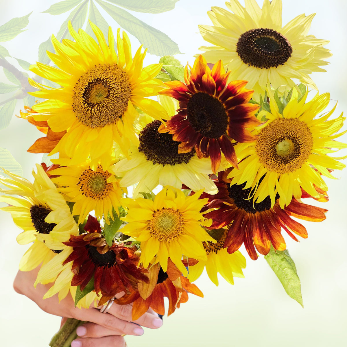 Formula Mix Sunflower Seeds - Attracts Bees & Butterflies, 25+ seeds