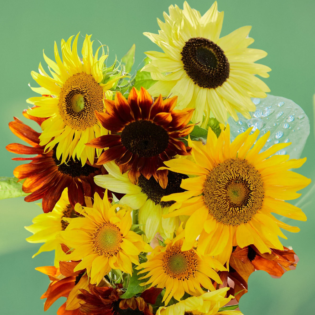 Formula Mix Sunflower Seeds - Attracts Bees & Butterflies, 25+ seeds