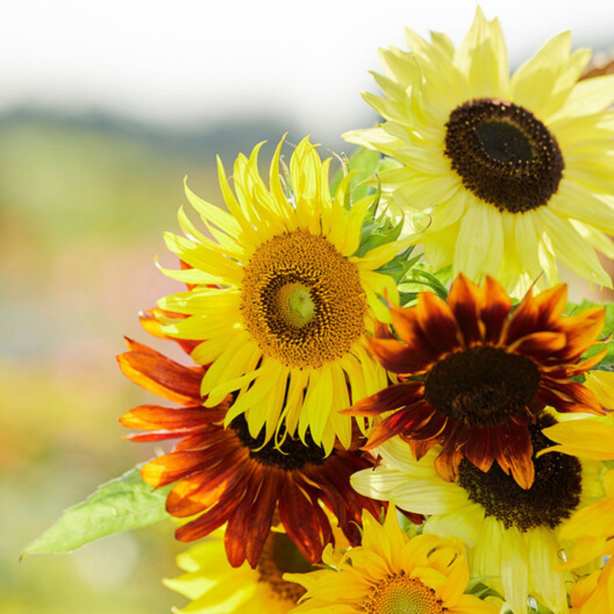 Formula Mix Sunflower Seeds - Attracts Bees & Butterflies, 25+ seeds