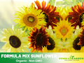 25+ Seeds-Formula Mix Sunflower Seeds- Helianthus Tall Giant and Dwarf Varieties for Garden Pollinator Friendly Easy to Grow, Fast growing, Attracts bees & butterflies #E027
