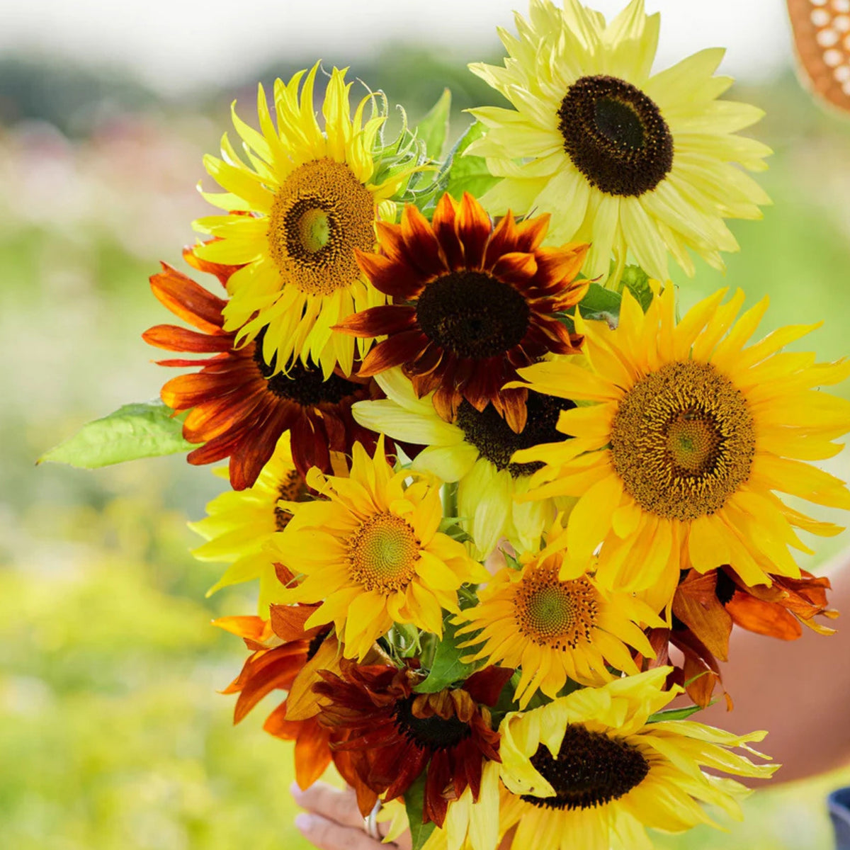 Formula Mix Sunflower Seeds - Attracts Bees & Butterflies, 25+ seeds