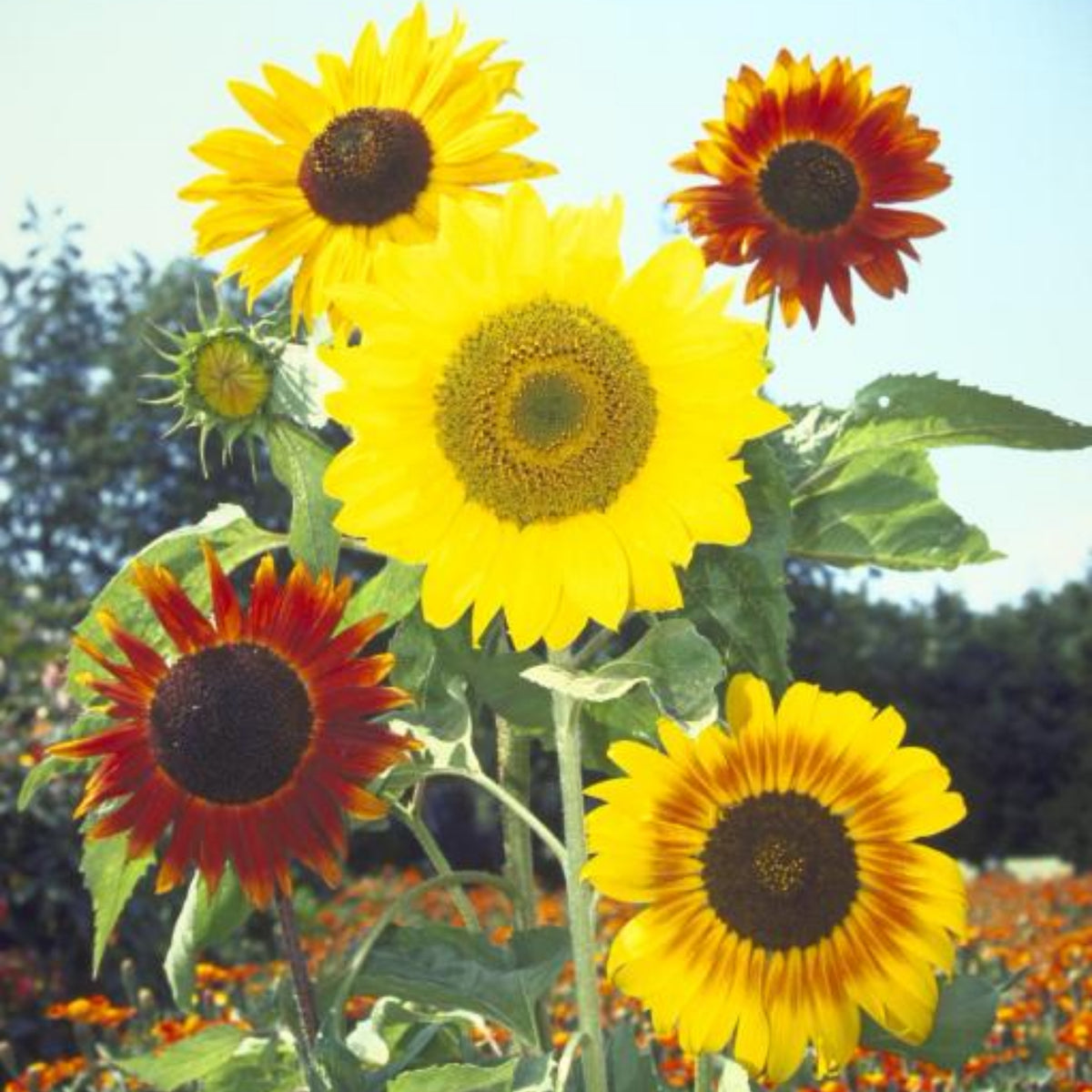 Formula Mix Sunflower Seeds - Attracts Bees & Butterflies, 25+ seeds