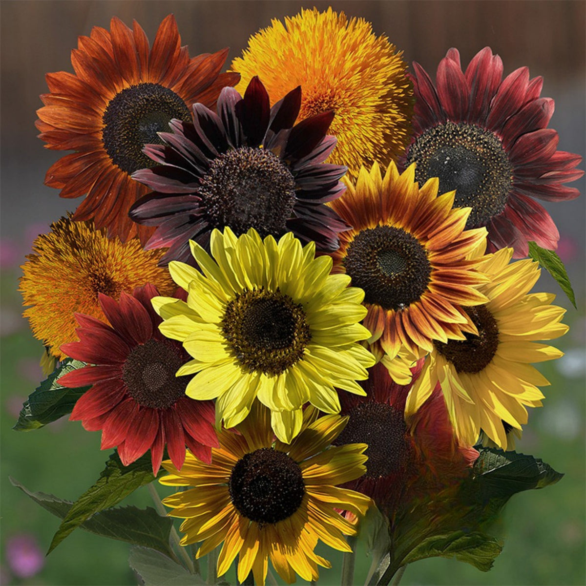 Formula Mix Sunflower Seeds - Attracts Bees & Butterflies, 25+ seeds