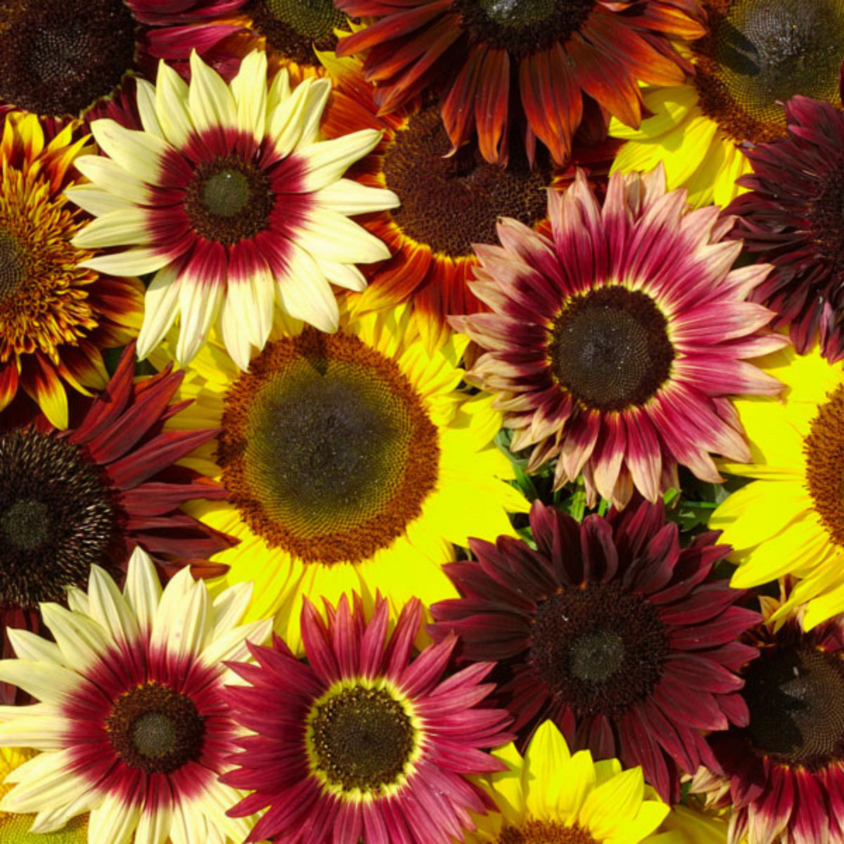 Formula Mix Sunflower Seeds - Attracts Bees & Butterflies, 25+ seeds