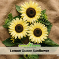 25+ Seeds|Lemon Queen  Sun Flowers Seeds#E028