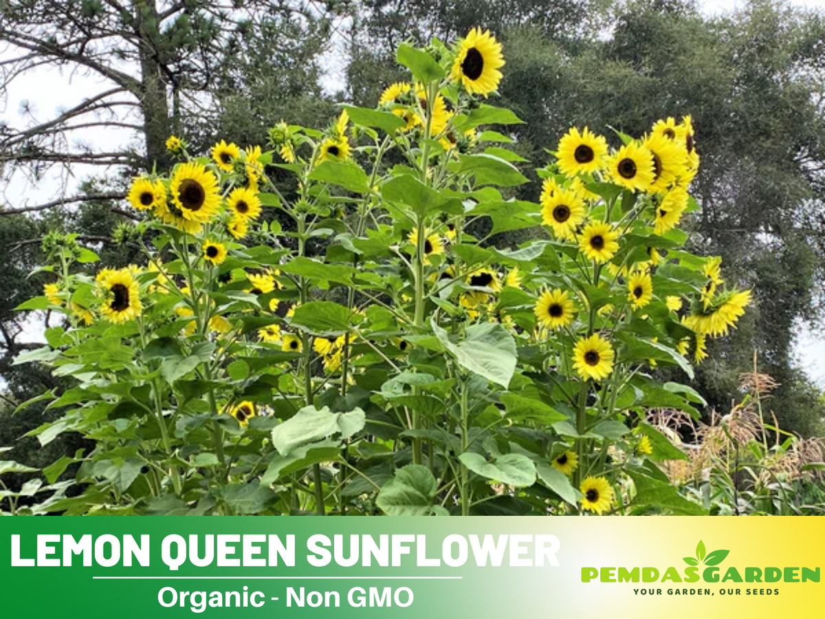 25+ Seeds- Ice Cream  Sunflower Seeds #E028