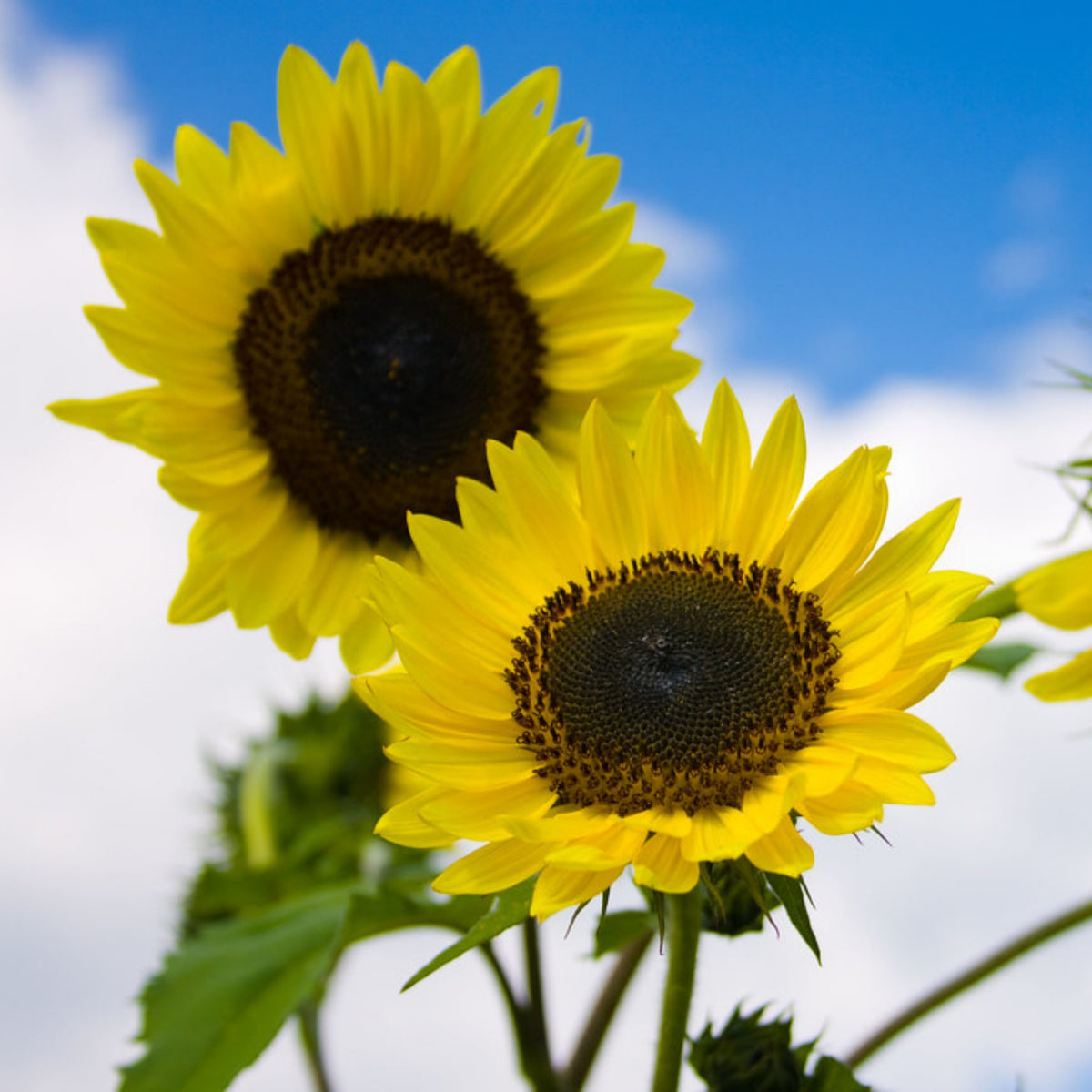 Lemon Queen Sun Flowers Seeds, 25+ seeds