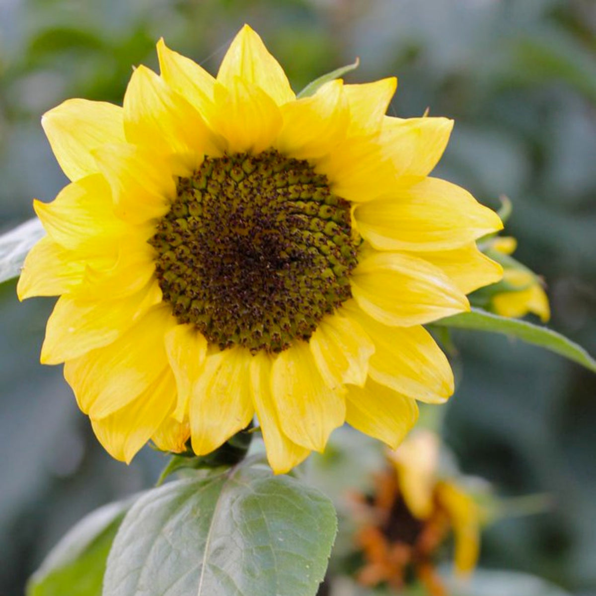 Lemon Queen Sun Flowers Seeds, 25+ seeds