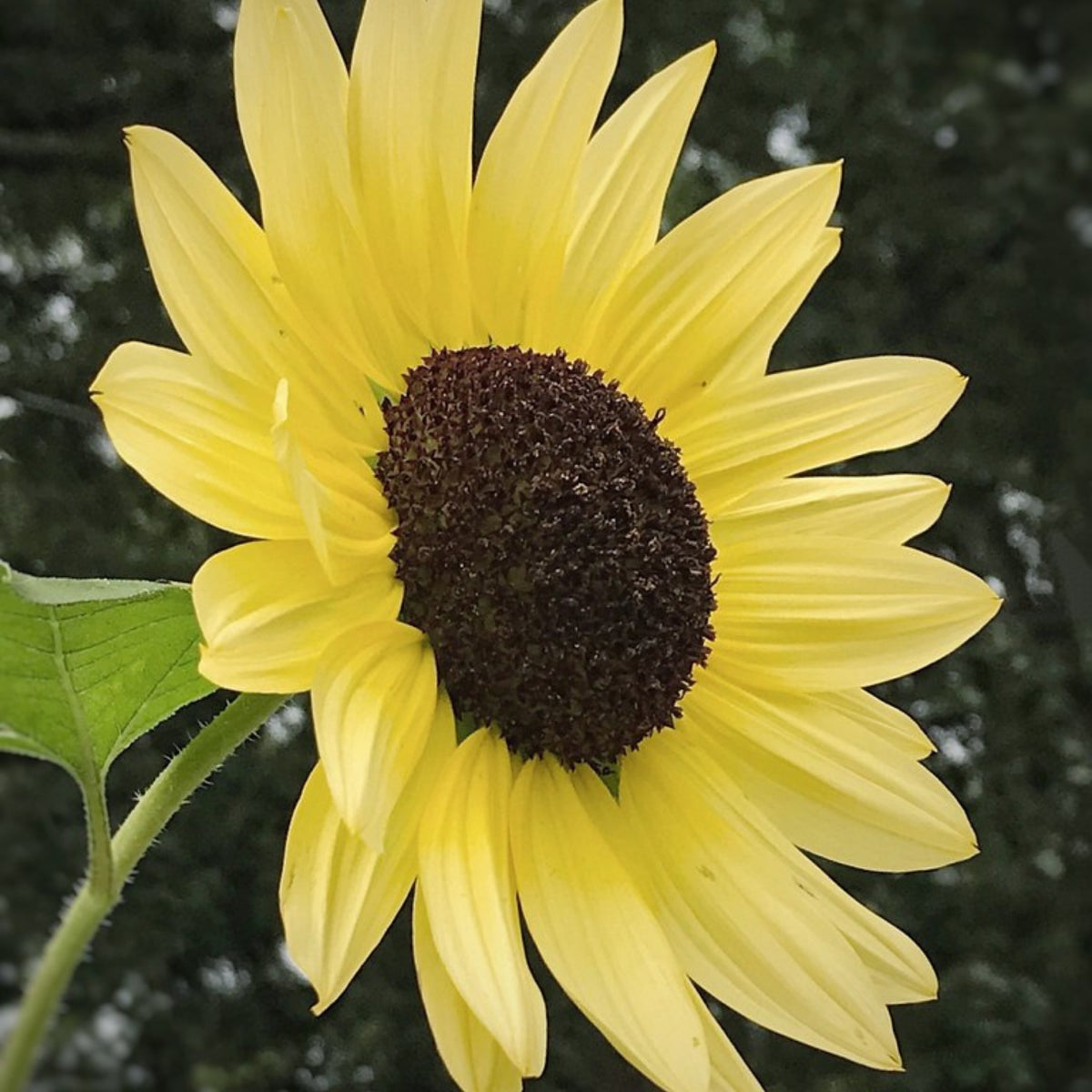 Lemon Queen Sun Flowers Seeds, 25+ seeds