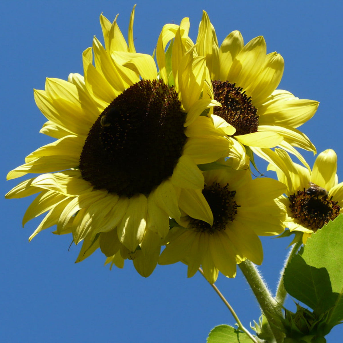 Lemon Queen Sun Flowers Seeds, 25+ seeds