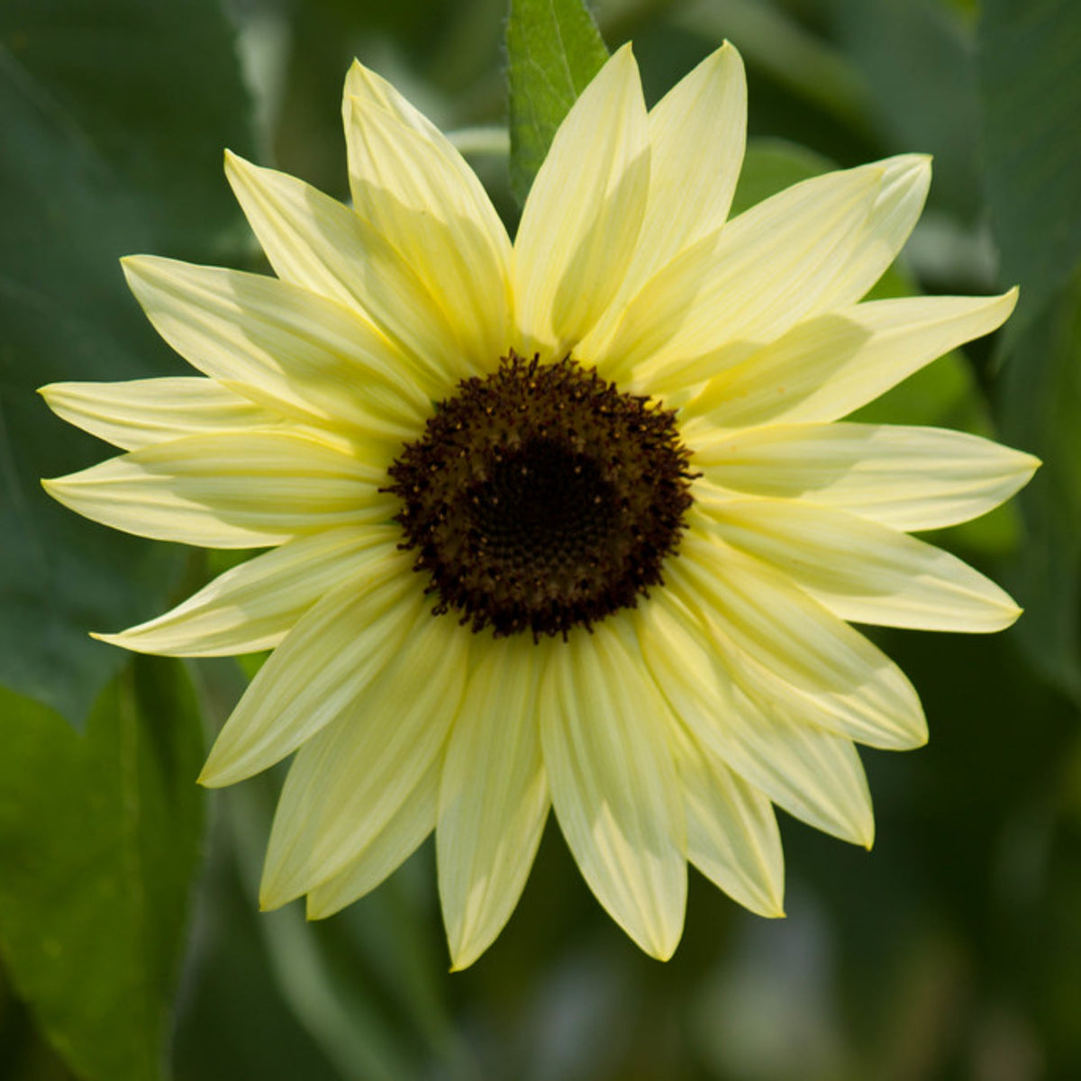 Lemon Queen Sun Flowers Seeds, 25+ seeds