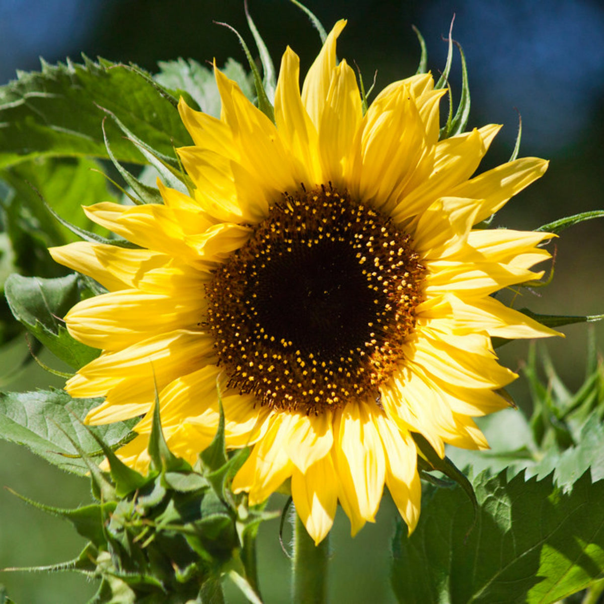 Lemon Queen Sun Flowers Seeds, 25+ seeds