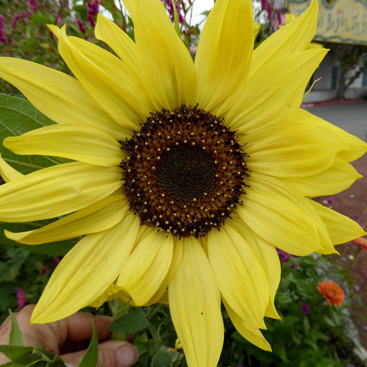 Lemon Queen Sun Flowers Seeds, 25+ seeds