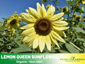 25+ Seeds- Ice Cream  Sunflower Seeds- Helianthus Tall Giant and Dwarf Varieties for Garden Pollinator Friendly Easy to Grow, Fast growing, Attracts bees & butterflies #E028