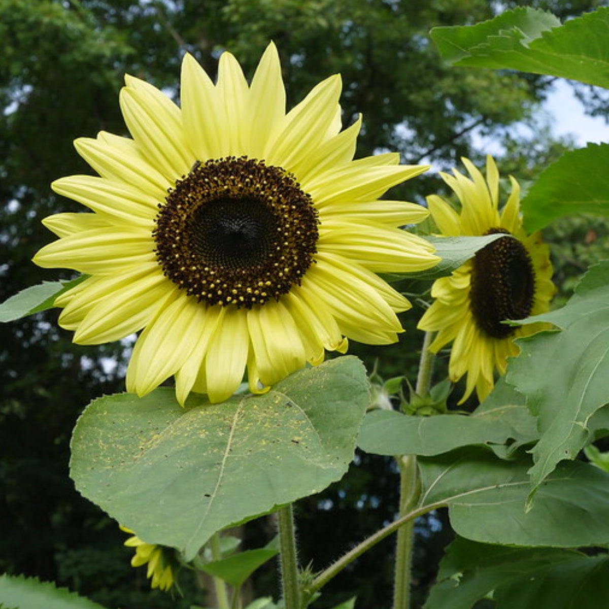 Lemon Queen Sun Flowers Seeds, 25+ seeds