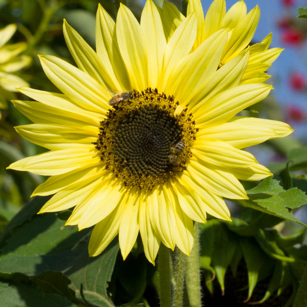 Lemon Queen Sun Flowers Seeds, 25+ seeds