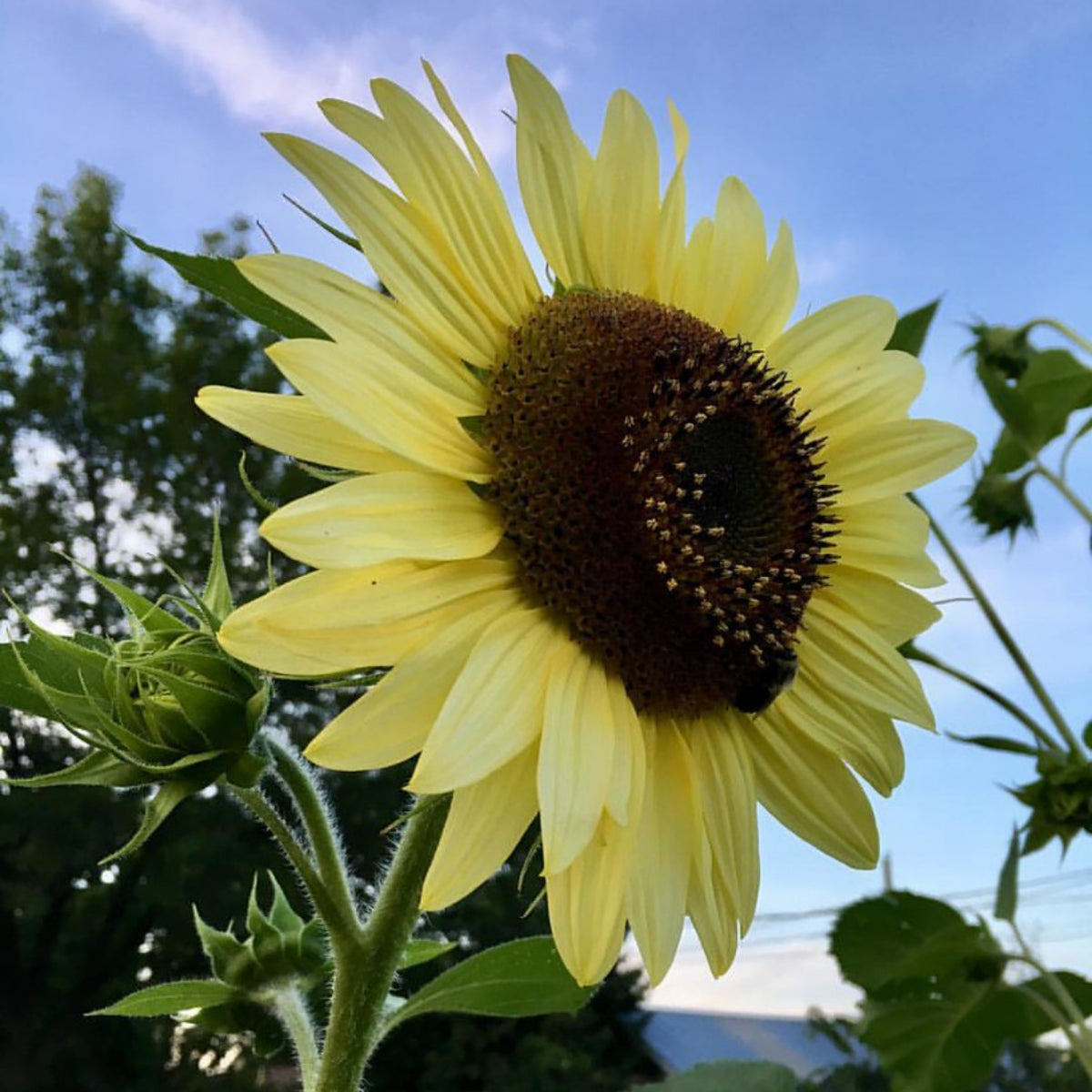 Lemon Queen Sun Flowers Seeds, 25+ seeds