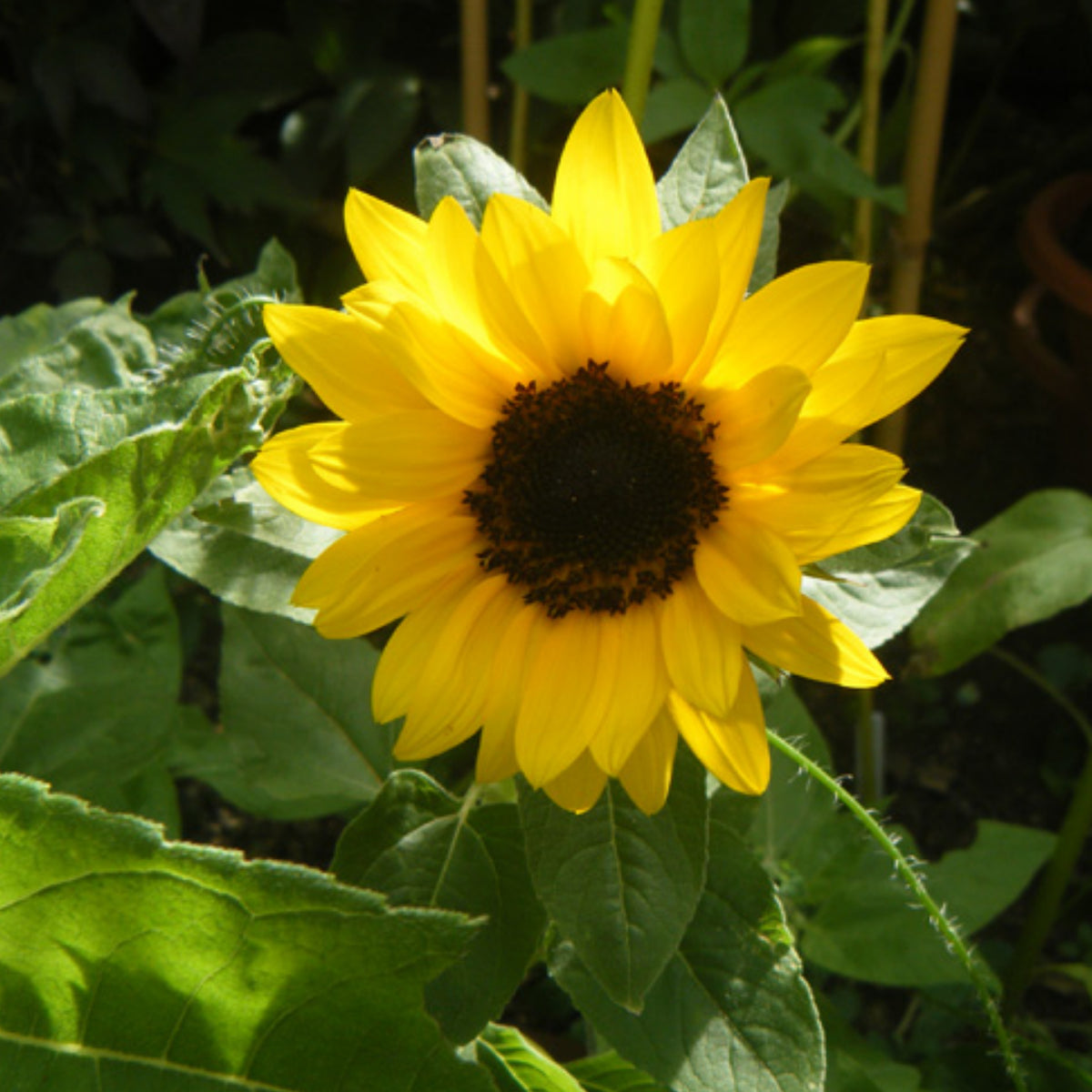 Ox Eye Sunflower Seeds - Attracts Bees & Butterflies, 25+ seeds