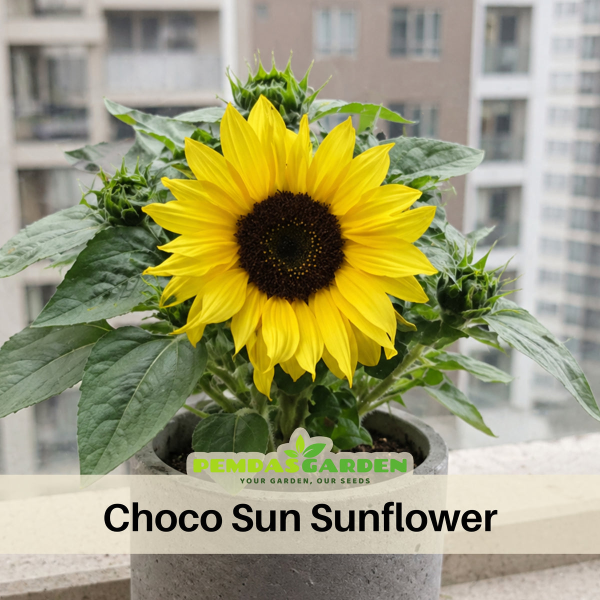 Ox Eye Sunflower Seeds - Attracts Bees & Butterflies, 25+ seeds