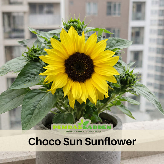 Ox Eye Sunflower Seeds - Attracts Bees & Butterflies, 25+ seeds