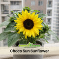 25+ Seeds-Ox Eye Sunflower Seeds - Helianthus Tall Giant and Dwarf Varieties for Garden Pollinator Friendly Easy to Grow, Fast growing, Attracts bees & butterflies#E029
