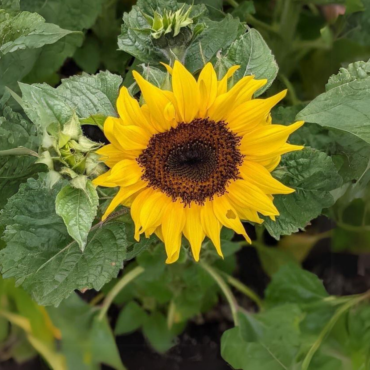 Ox Eye Sunflower Seeds - Attracts Bees & Butterflies, 25+ seeds