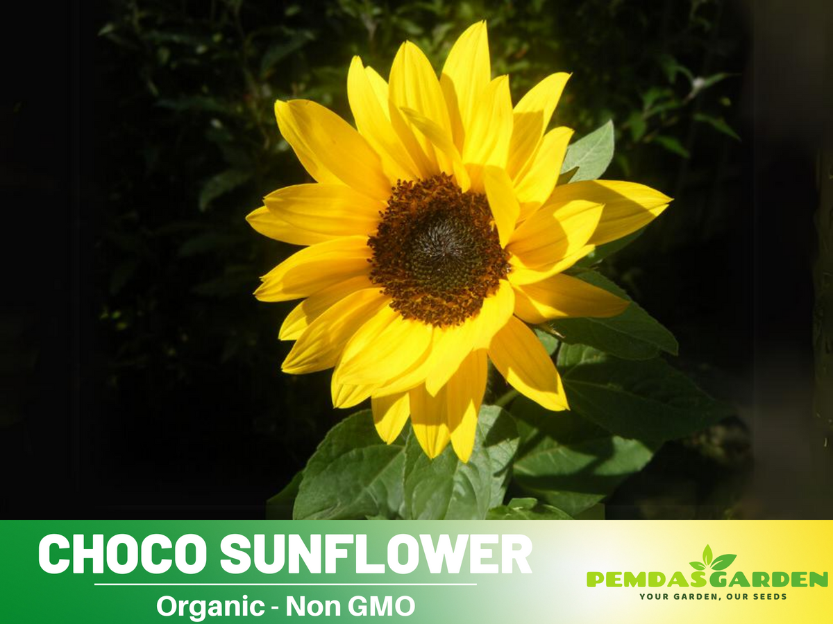 25+ Seeds-Ox Eye Sunflower Seeds Planting #E029