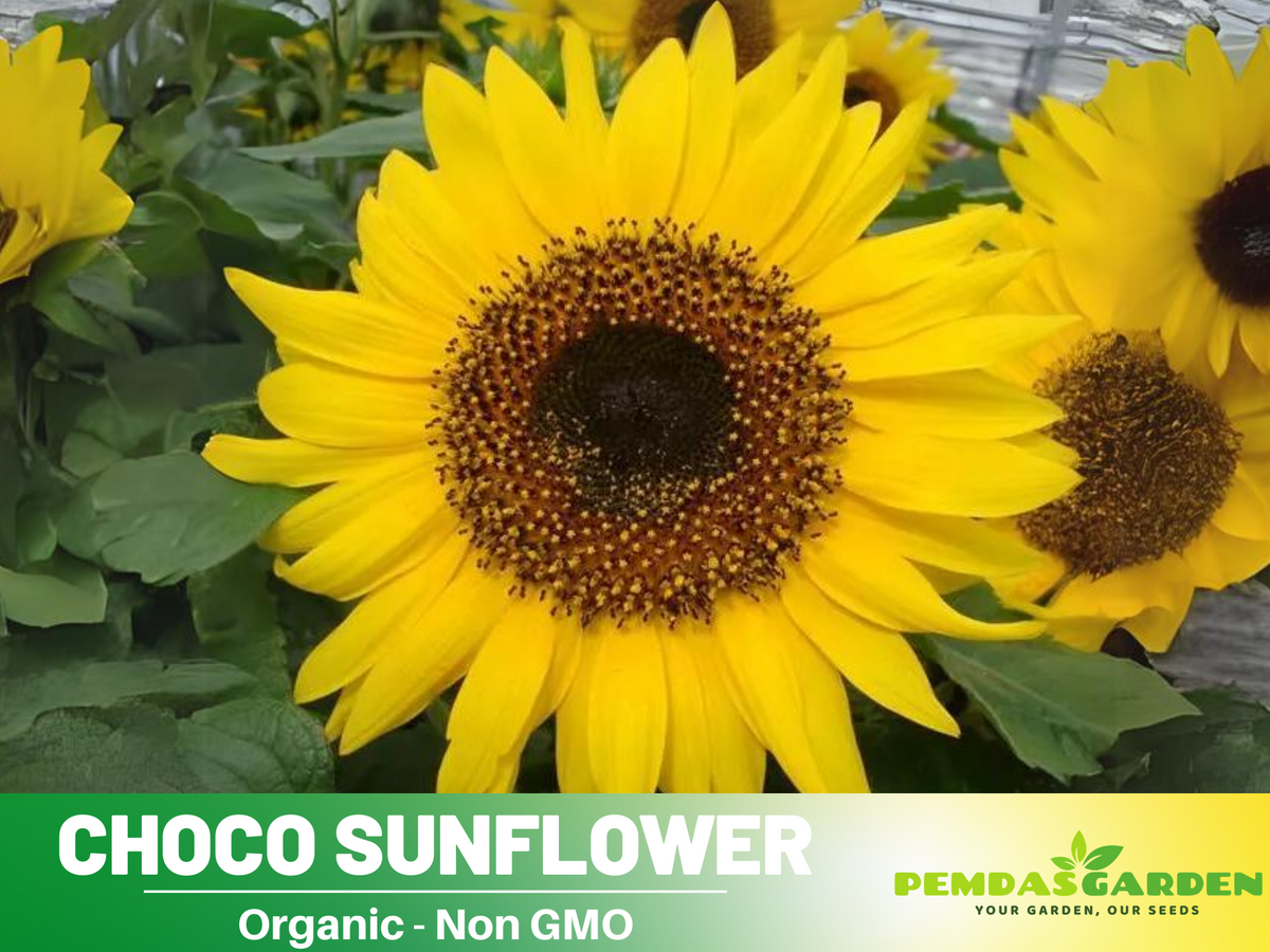 25+ Seeds-Ox Eye Sunflower Seeds Planting #E029