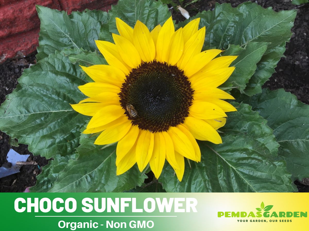 25+ Seeds-Ox Eye Sunflower Seeds Planting #E029