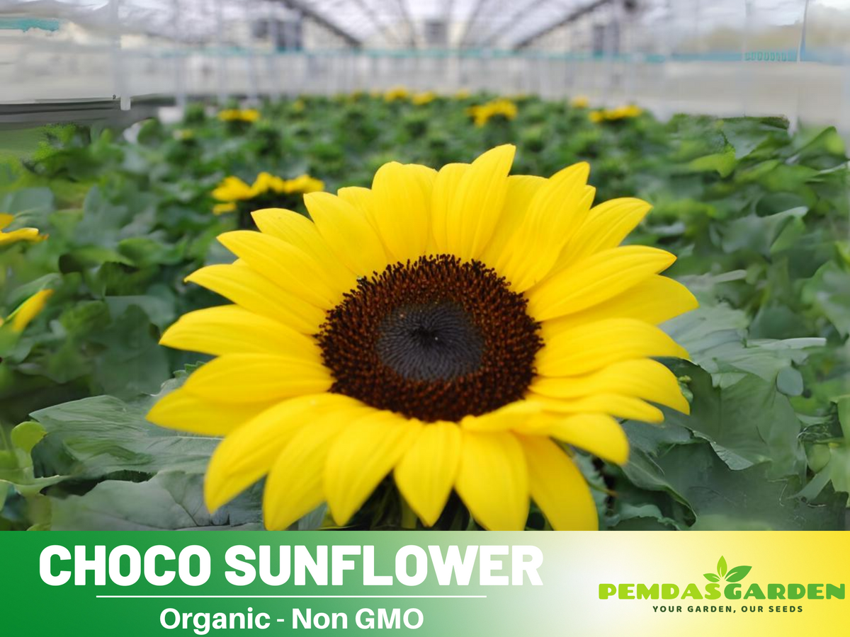 25+ Seeds-Ox Eye Sunflower Seeds Planting #E029