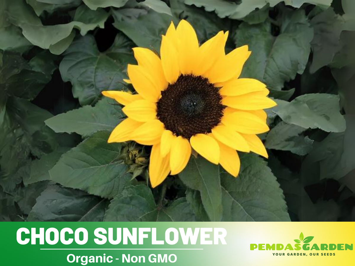 25+ Seeds-Ox Eye Sunflower Seeds Planting #E029