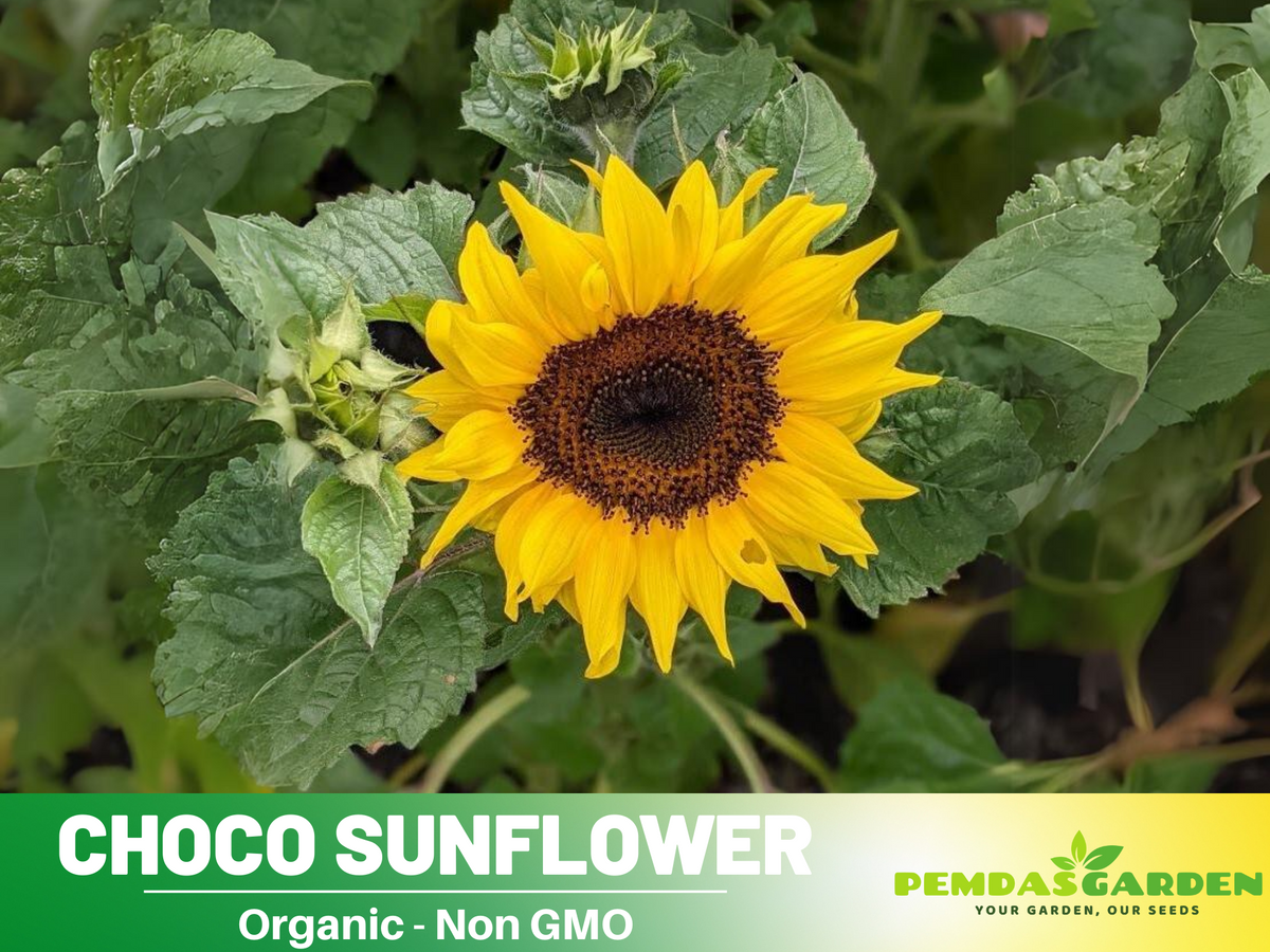 25+ Seeds-Ox Eye Sunflower Seeds Planting #E029