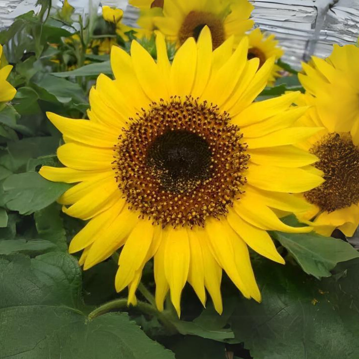 Ox Eye Sunflower Seeds - Attracts Bees & Butterflies, 25+ seeds