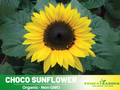 25+ Seeds-Ox Eye Sunflower Seeds - Helianthus Tall Giant and Dwarf Varieties for Garden Pollinator Friendly Easy to Grow, Fast growing, Attracts bees & butterflies#E029