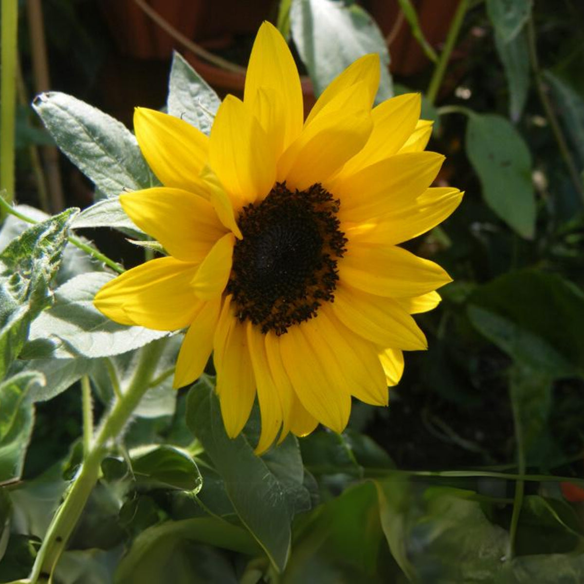 Ox Eye Sunflower Seeds - Attracts Bees & Butterflies, 25+ seeds