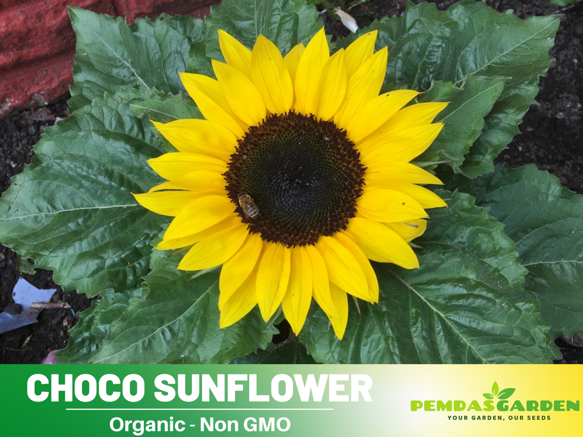 25+ Seeds-Ox Eye Sunflower Seeds Planting #E029