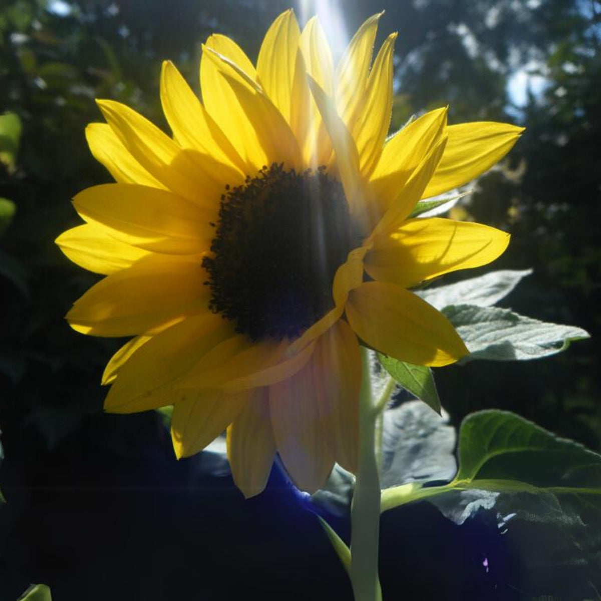 Ox Eye Sunflower Seeds - Attracts Bees & Butterflies, 25+ seeds
