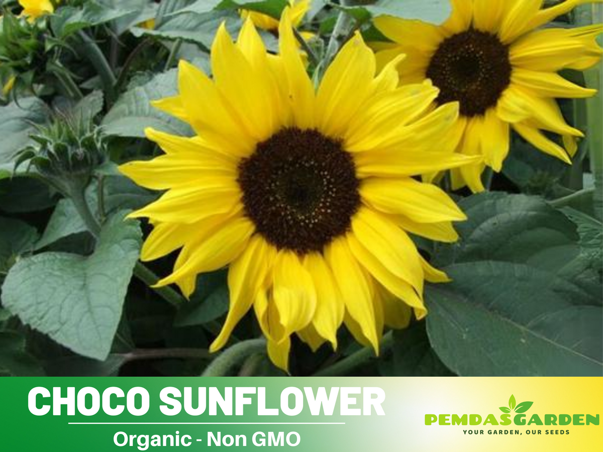 25+ Seeds-Ox Eye Sunflower Seeds Planting #E029