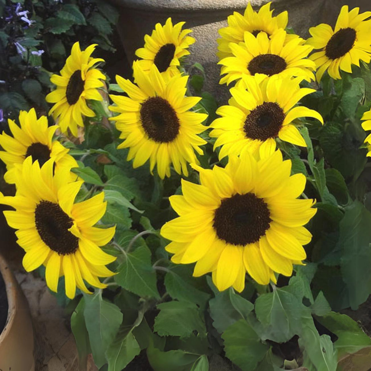Ox Eye Sunflower Seeds - Attracts Bees & Butterflies, 25+ seeds