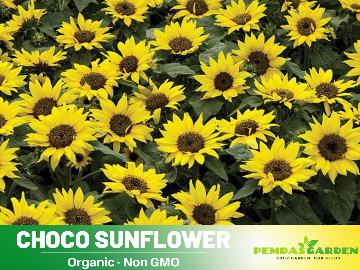 25+ Seeds-Ox Eye Sunflower Seeds Planting #E029