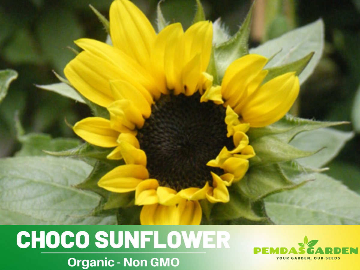 25+ Seeds-Ox Eye Sunflower Seeds Planting #E029