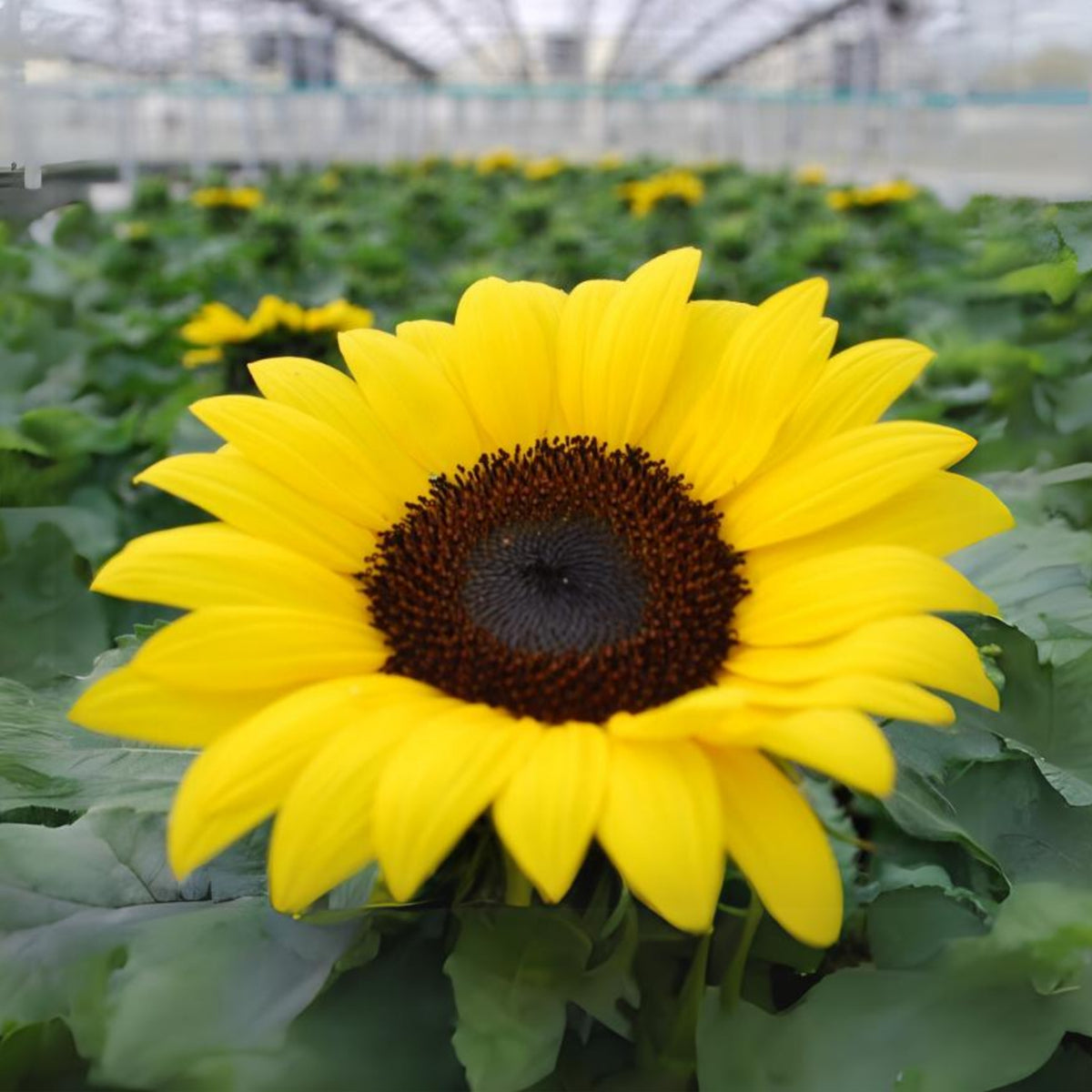 Ox Eye Sunflower Seeds - Attracts Bees & Butterflies, 25+ seeds