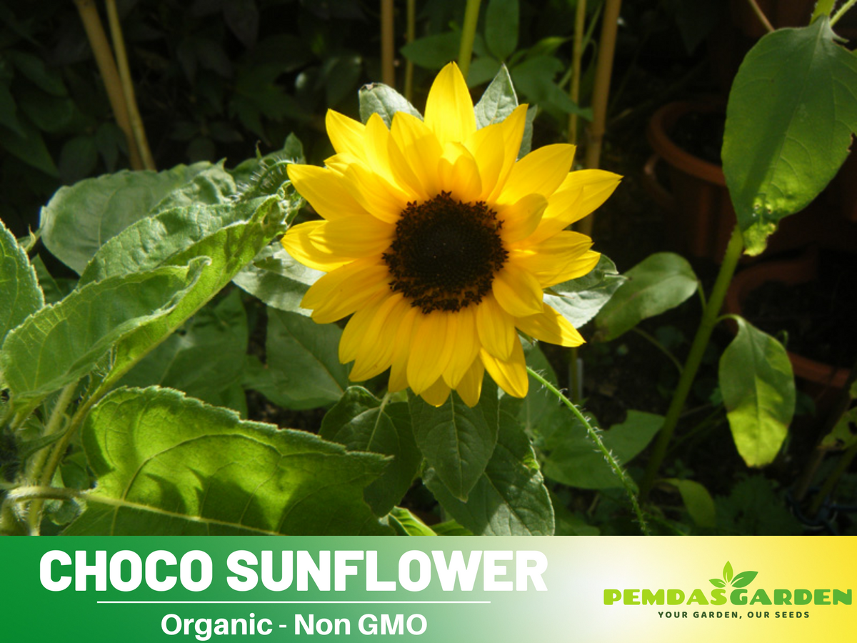 25+ Seeds-Ox Eye Sunflower Seeds Planting #E029