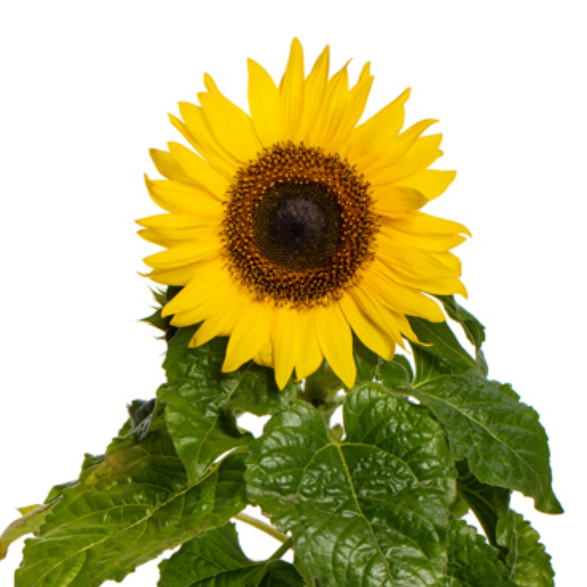 Ox Eye Sunflower Seeds - Attracts Bees & Butterflies, 25+ seeds
