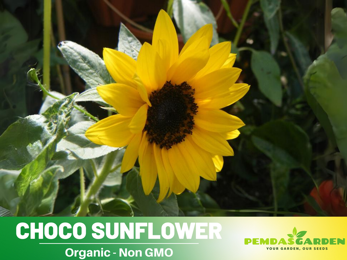 25+ Seeds-Ox Eye Sunflower Seeds Planting #E029