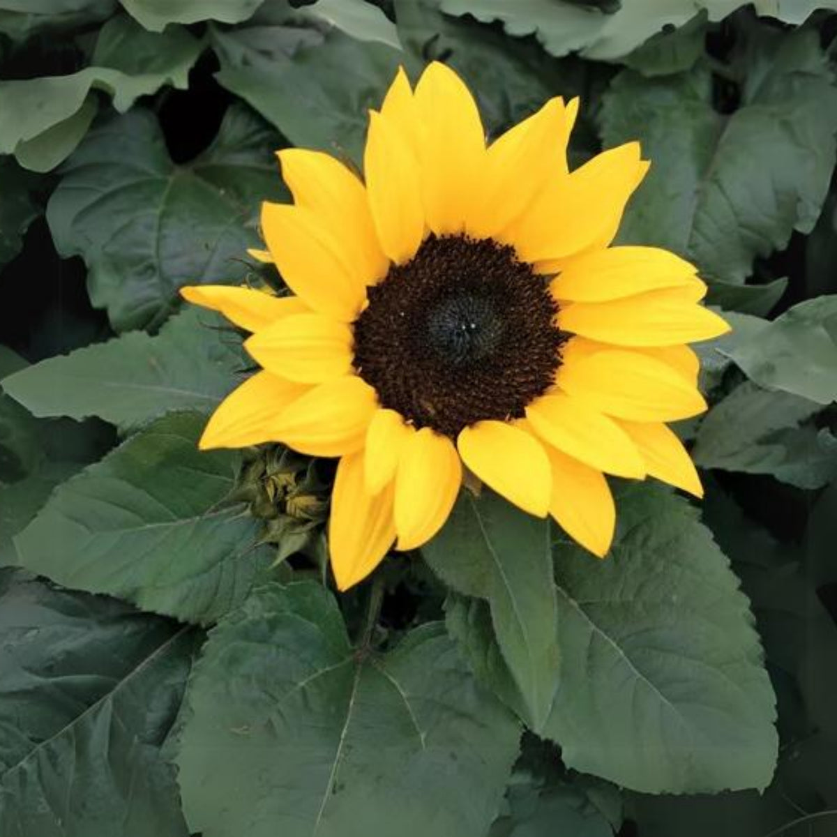 Ox Eye Sunflower Seeds - Attracts Bees & Butterflies, 25+ seeds