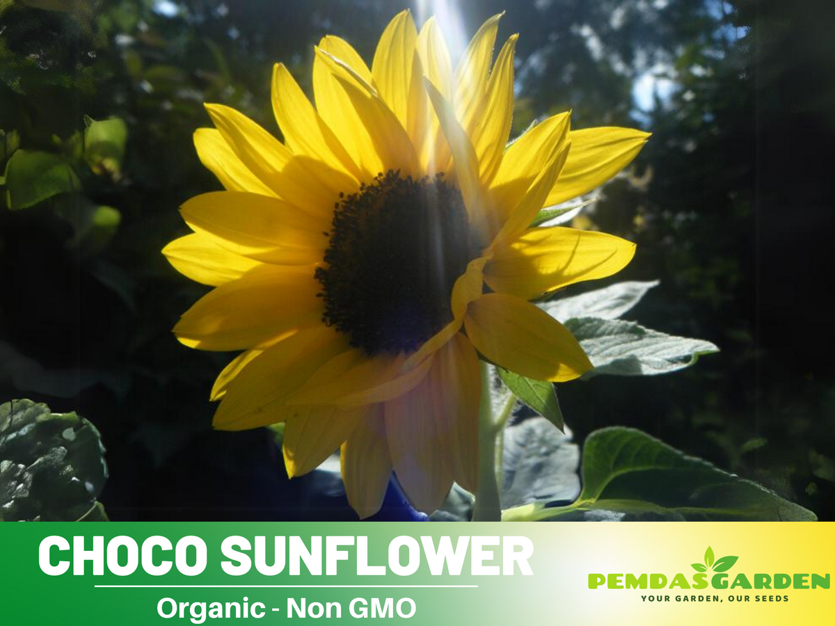 25+ Seeds-Ox Eye Sunflower Seeds Planting #E029